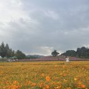 준호텔 | 추석에 지방투어 핑크뮬리도 보고 고기도먹고..