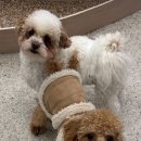 글로리퍼피 이미지