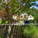 양평애견택시 이미지