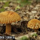 석순자