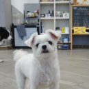 더 퍼피즈 블루오션 쿡 이미지