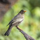 Grey-winged Blackbird 암컷 이미지