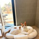 냥냥스테이 | 세종시 고양이호텔 [냥냥스테이] 입실후기