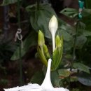 유카리스 이미지