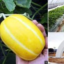 참외생태학습원 이미지