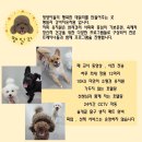 땡일리 애견 유치원 네이버블로그