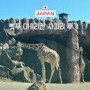 다음렌트카 | 후쿠오카 근교 벳푸 여행 가볼만한곳 아프리칸 사파리 렌트카 후기