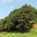 함평 기각리붉가시나무자생북한지 이미지