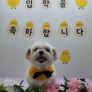 러닝독 스테이 이미지