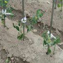 부목농장 네이버블로그