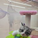 고양이분양 꽃개와 꽃냥 인천 청라점 이미지