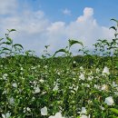 오천그린광장 이미지