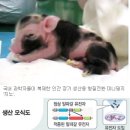 조아제약(034940)제약주의 상승에 인공장기가 더해지면? 이미지