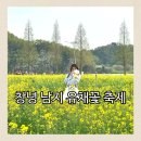 씨유 창녕남지유채점 | 창녕 남지 유채꽃축제 후기 유채꽃밭 봄 나들이 사진찍기 좋은 곳