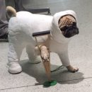 설렘 네이버블로그