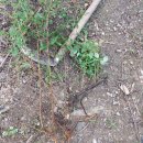 설유화 능소화 골담초 고추나무 옐로우체인 이미지