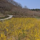 개나리농장 이미지