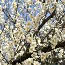 송자대전판 | 대전 우암사적공원 매화, 산수유, 목련, 벚꽃 명소 봄 여행지 가볼만한곳