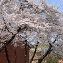 용산-414 | 용산공원 2026 벚꽃 현황 (4월 현재, 만개 상태, 포토존, 사진 꿀팁, 근처 식당)