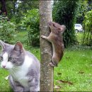 바보탱이 이미지