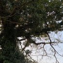 수산본향당 이미지