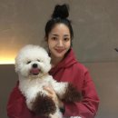 러블리 강아지 이미지