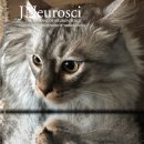 카이스트 이미지