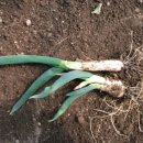 환절기 감기몸살에 파뿌리. 이미지