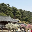 솔뫼집 민박 | 천안 아산 외암민속마을 봄꽃 개화 실시간 맛집 카페