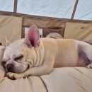 하동하늘숲캠핑장 이미지