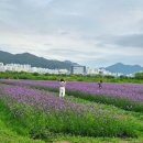 예쁜 강변 카페 「비아조(VIAGGIO)」와 대저생태공원 보랏빛 버베나 산책코스 후기