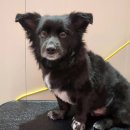 까끌레멍 이미지