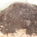 블루베리 거름만들기 이미지