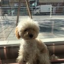 그루밍폼폼 이미지