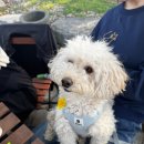 동민목장 | [천안] 배꽃이 유명한 동민목장 카페-애견동반 후기