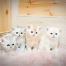 익산원펫 이미지