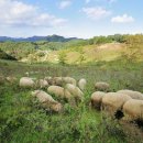 정선양떼목장 이미지