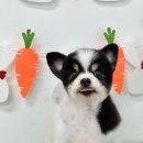 꼬몽 | 김해애견미용 만족후기 [꼬몽] 추천해요🐶💕