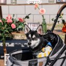 아델라 펜션 이미지