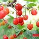 앵두 - 가평군 조종희망로 41 | 앵두