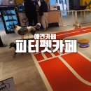 피터펫 논현점 이미지