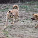 달강아지 이미지