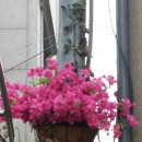 인헌동-16 이미지