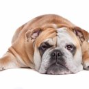 보령동물병원 이미지