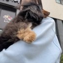 애옹애몽 이미지