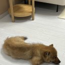 펫바스로 수지 이미지