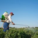 “그냥 먹으면 농약 그대로 섭취합니다” 위험한 과일들? 이미지