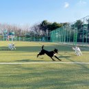 허그댕댕 이미지