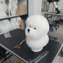 팡팡애견 이미지