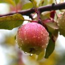 사과나무 이미지